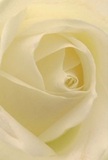 Drawn into the heart of this elegant cream-white rose, the image immerses you in a world of soft light and gentle serenity-much like walking through a quiet Belvedere lane on a dewy morning. The spiral of each petal unfurls with a refined grace, celebrating both fragility and resilience; their nearly translucent quality and silky, matte finish beckon tender touch and contemplation. Subtle shadows ripple between the layers, giving the bloom a sculpted depth as enchanting as the early sunlight spilling through a window across Abbey Road. The overall mood is one of peaceful reflection and hope, the kind that accompanies a thoughtful surprise or extends comfort in times of sorrow. Local florists in Belvedere recognise the significance of such a bloom-cherished for marking beginnings, celebrating admiration, or offering heartfelt sympathy with understated charm. The captivating detail and balanced composition highlight the dedication and understanding that goes into every arrangement, making this rose not just a flower, but a symbol of the care woven into daily life here. The essence is completed by an imagined hint of delicate, sweet fragrance, subtle yet indelible, leaving an impression of purity, artistry, and quiet emotional resonance long after the first glance.